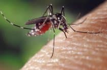 JO de Paris : « les villes olympiques doivent être mosquito free », comment la France fait la chasse aux moustiques-tigres