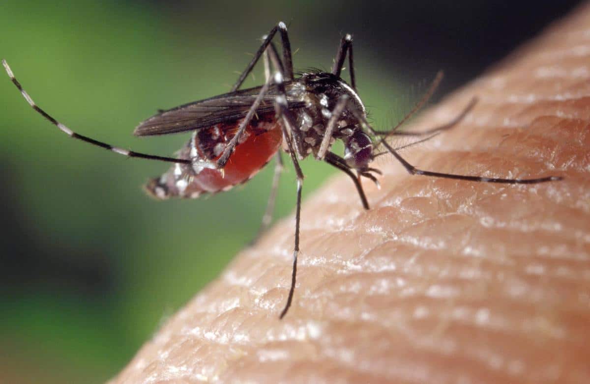 , JO de Paris : « les villes olympiques doivent être mosquito free », comment la France fait la chasse aux moustiques-tigres